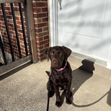 Entry image for Scout