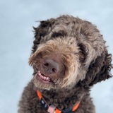 Entry image for Queso