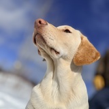 Entry image for Goose