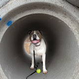 Entry image for Rosie