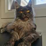 Entry image for Luna