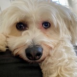 Entry image for Benny the Chinese Crested Powder Puff