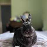 Entry image for Stuart