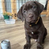 Entry image for Boomer 