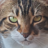 Entry image for Layla