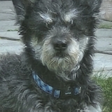 Entry image for Buddy