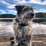 Entry image for Scooter 