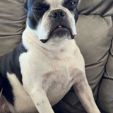 Entry image for Bandit 