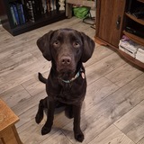 Entry image for Hazel