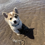 Entry image for Tater Tot