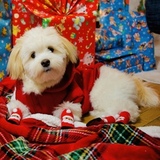 Entry image for Snowy