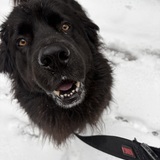 Entry image for Peanut