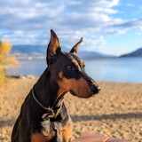 Entry image for Savvy