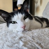 Entry image for Jack