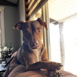 Entry image for Cooper