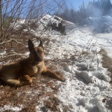 Entry image for Daisy