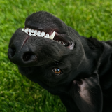 Entry image for Larley