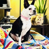 Entry image for Willow