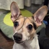 Entry image for Taco