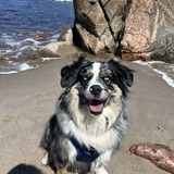 Entry image for Buddy