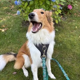 Entry image for Monte 