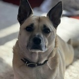 Entry image for  Buddy 