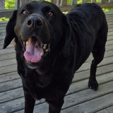 Entry image for Winston