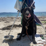 Entry image for Bear