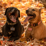 Entry image for Nero and Hannah