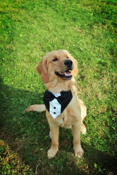 Entry image for Maverick . Clicking this image will show a larger photo