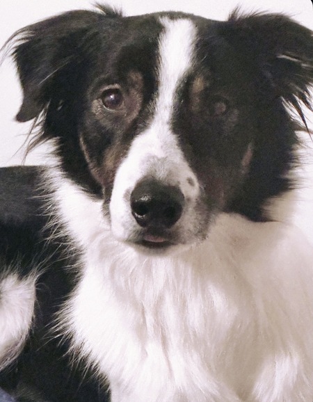 Entry image for Sunny. Clicking this image will show a larger photo