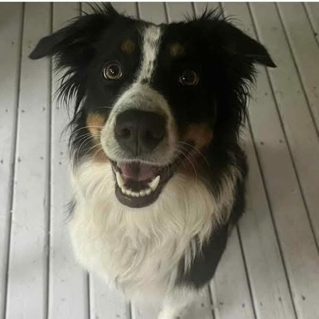 Entry image for Lucy. Clicking this image will show a larger photo