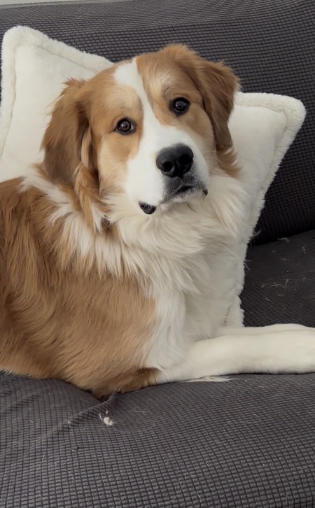 Entry image for Willie . Clicking this image will show a larger photo