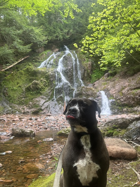 Entry image for Duke. Clicking this image will show a larger photo