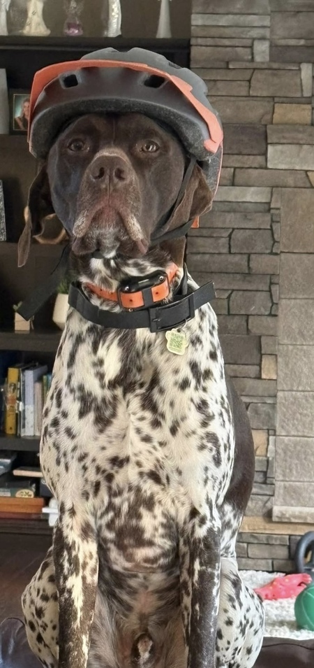 Entry image for Rocko. Clicking this image will show a larger photo