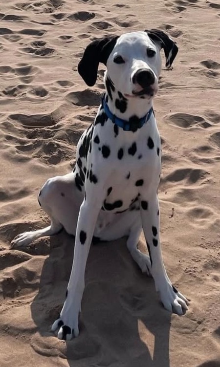 Entry image for Ollie. Clicking this image will show a larger photo