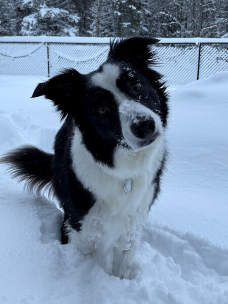 Entry image for Nismo. Clicking this image will show a larger photo