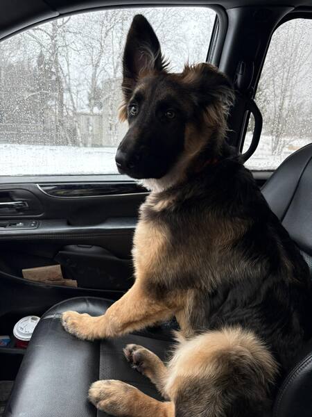 Entry image for Dozer. Clicking this image will show a larger photo