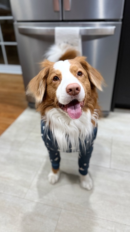 Entry image for Gryffin. Clicking this image will show a larger photo