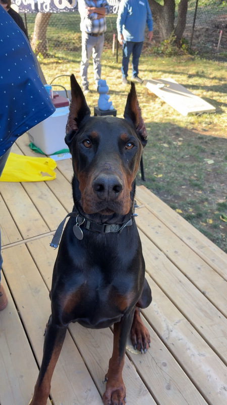 Entry image for Rocco. Clicking this image will show a larger photo