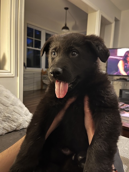 Entry image for Bron. Clicking this image will show a larger photo