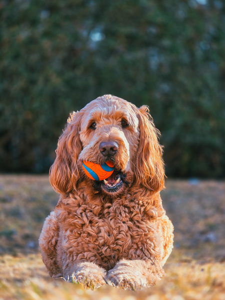 Entry image for Ranger. Clicking this image will show a larger photo