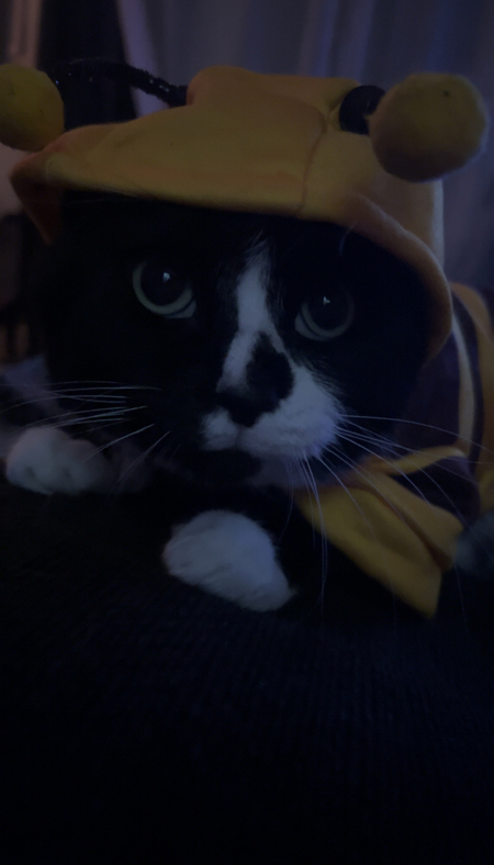 Entry image for Myla . Clicking this image will show a larger photo