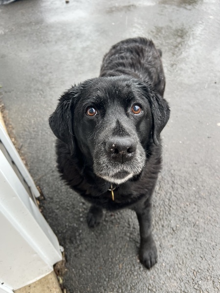 Entry image for Gemma. Clicking this image will show a larger photo