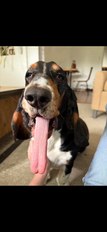 Entry image for Maggie. Clicking this image will show a larger photo