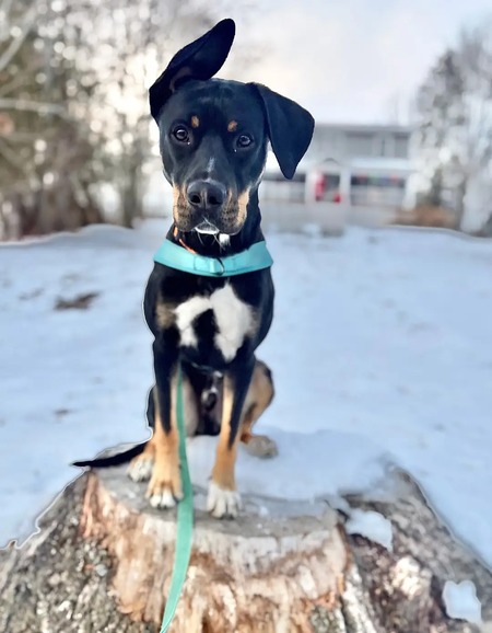 Entry image for Rigby. Clicking this image will show a larger photo