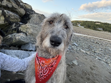 Entry image for Feya. Clicking this image will show a larger photo