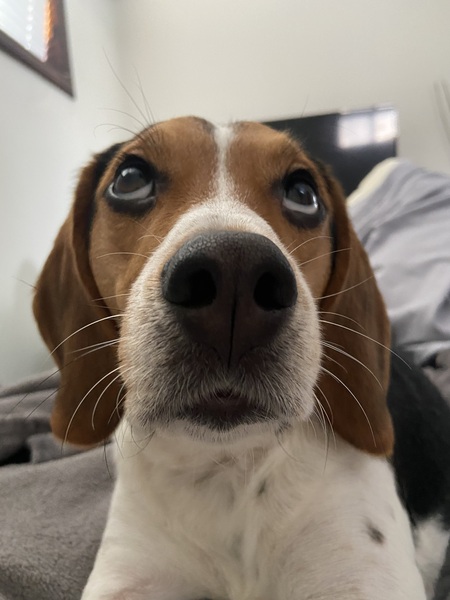 Entry image for Charlie. Clicking this image will show a larger photo