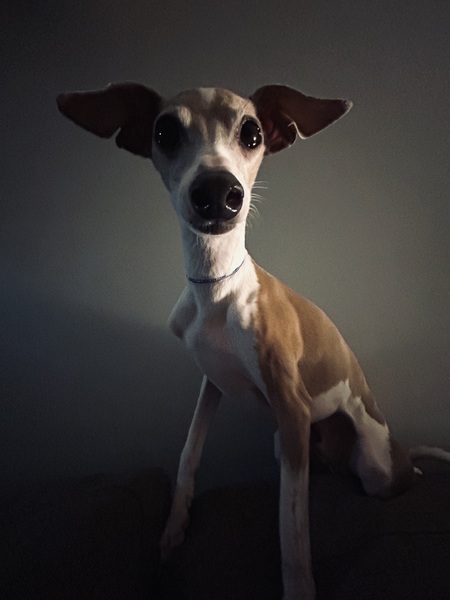 Entry image for Lenny. Clicking this image will show a larger photo