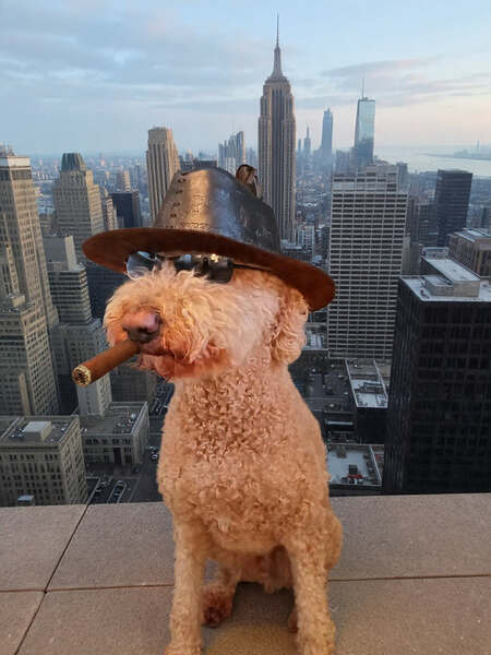 Entry image for Brookie. Clicking this image will show a larger photo